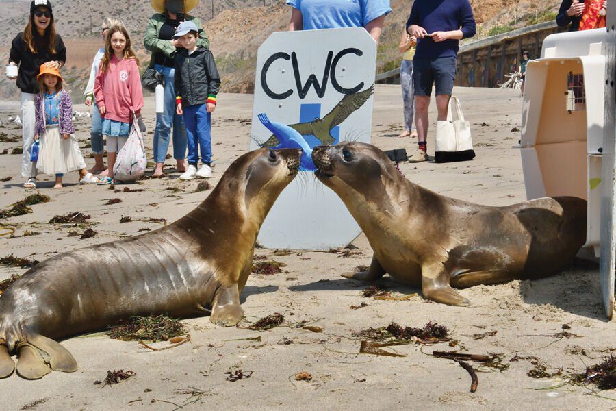 Seal Saviors