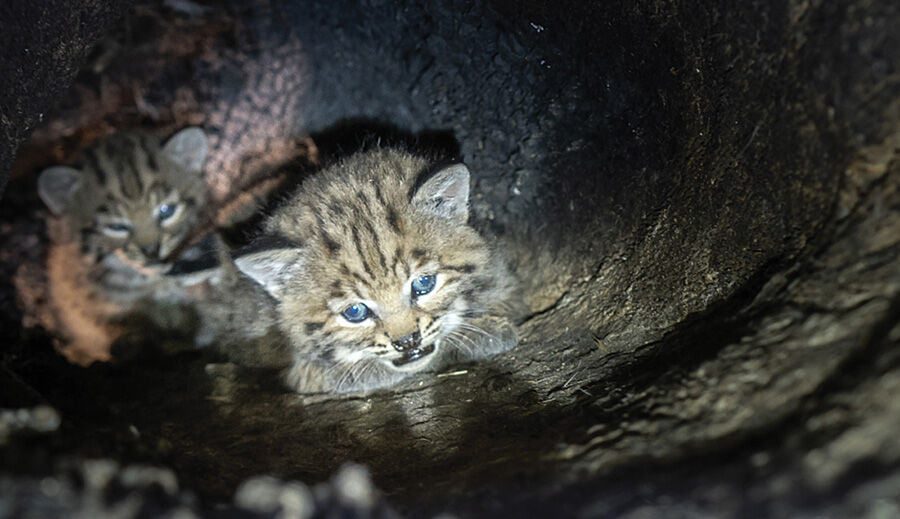 Three Bobcat Kittens and Their Mom Found in Large Hollow Oak Tree