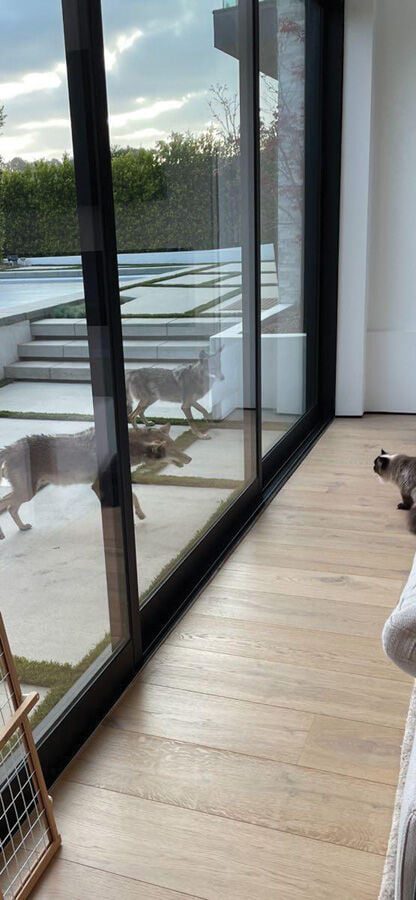 Experts Weigh In: Living With Our Neighbor, the Coyote