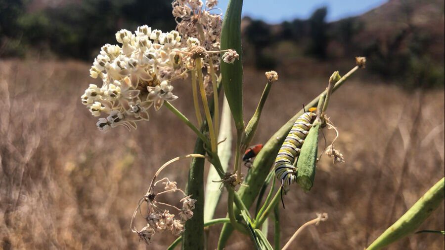 The Fight to Bring Monarchs Back
