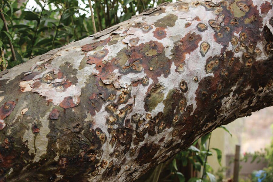 Invasive Beetle Threatens Malibu