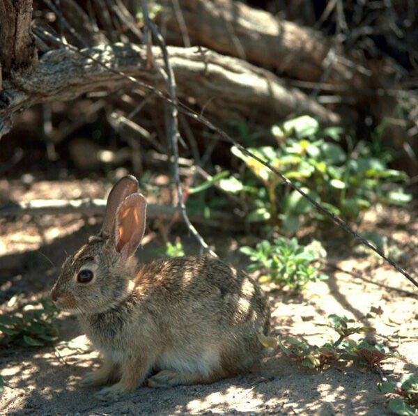 Deadly Rabbit Disease Confirmed in the Mountains Above Malibu