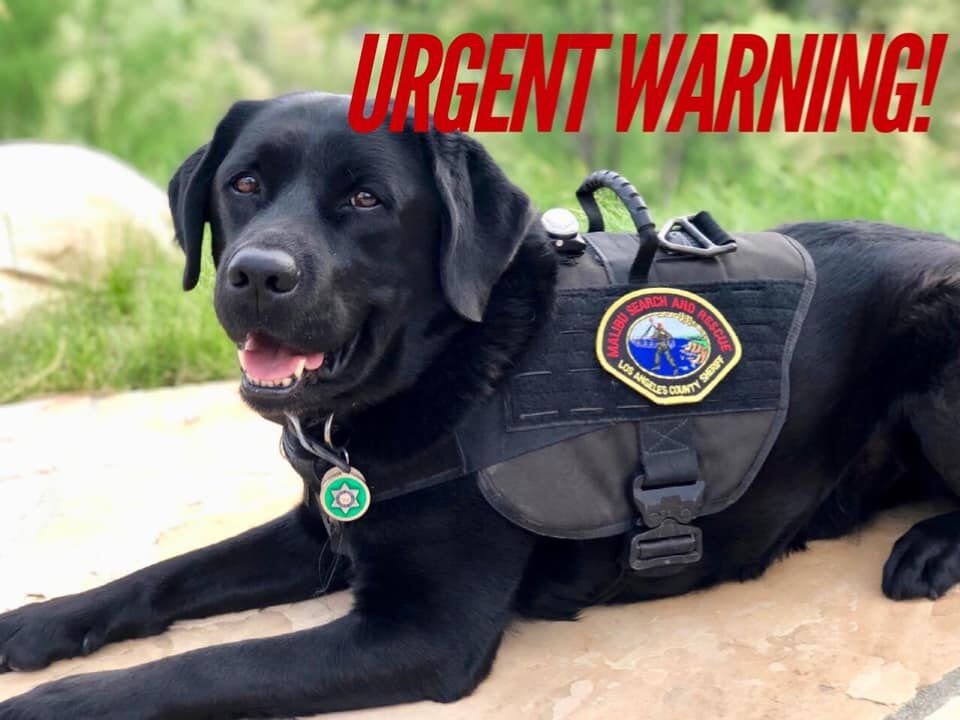 Heat Wave Serves as Reminder for Pet Safety