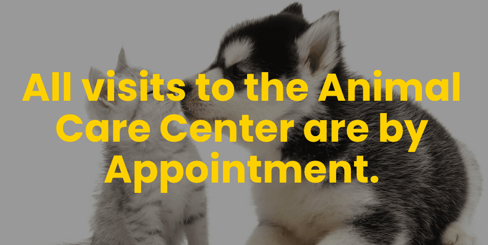 LA County Animal Shelters Will Continue to Operate by Appointment Only Indefinitely