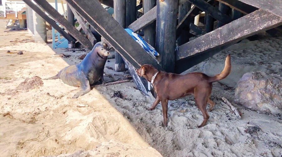 Viral Video Serves as Reminder of Marine Mammal Safety