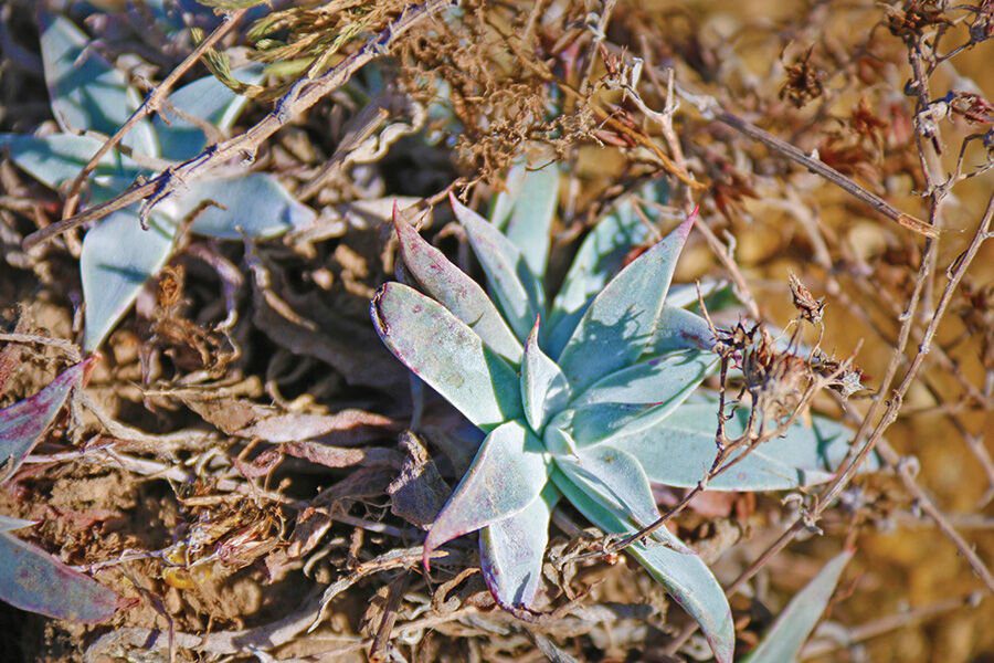 Beware of Plant Poachers