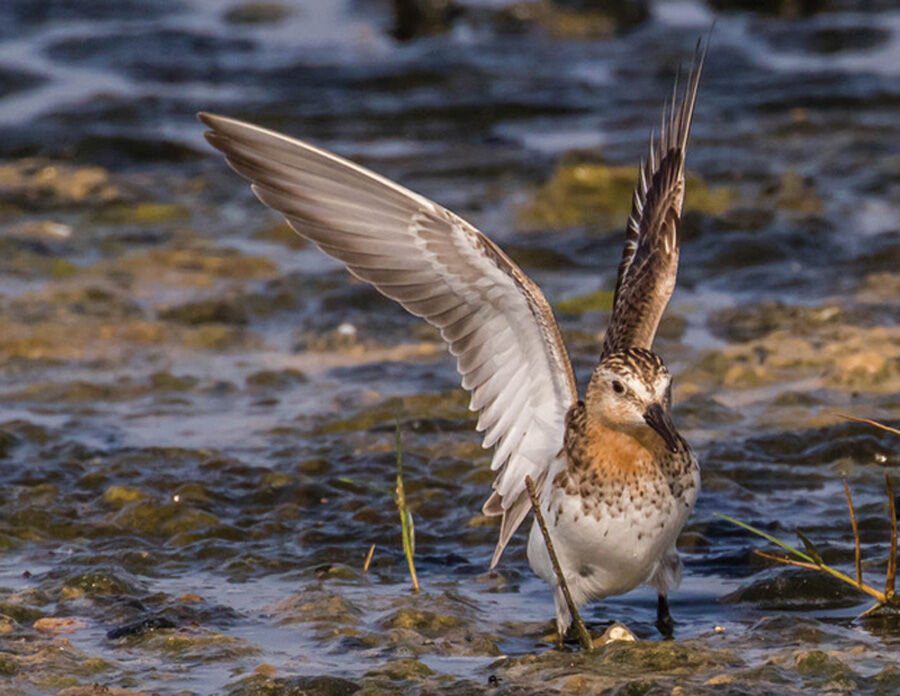 Rare Bird Does ‘Stint’ at Malibu Lagoon