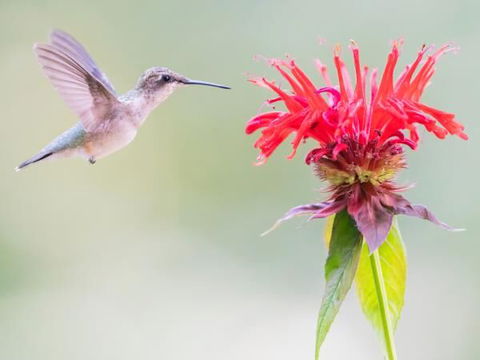 Tips to Attract Hummingbirds to Your Yard