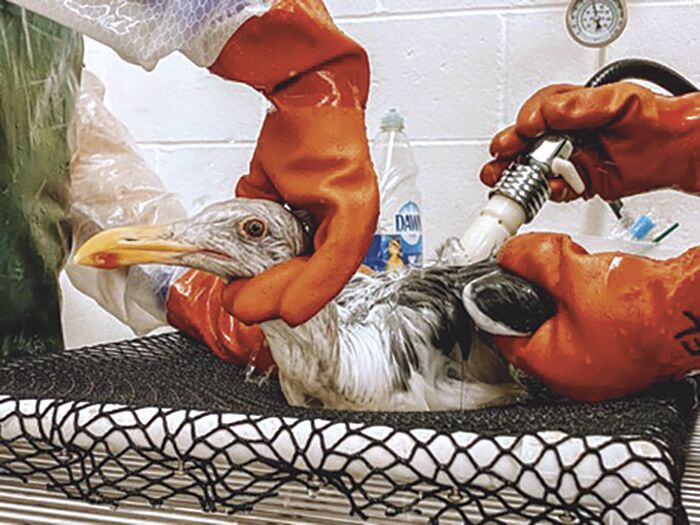 Scores of Birds and Mammals Affected by the Huntington Beach Oil Spill