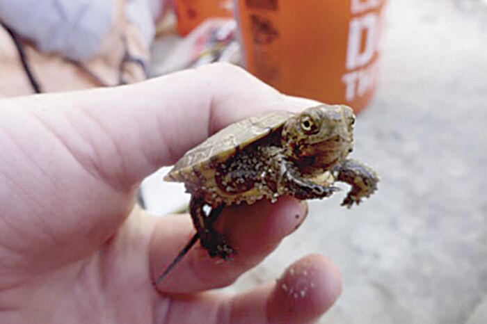 Saving Native Turtles One Gallon at a Time