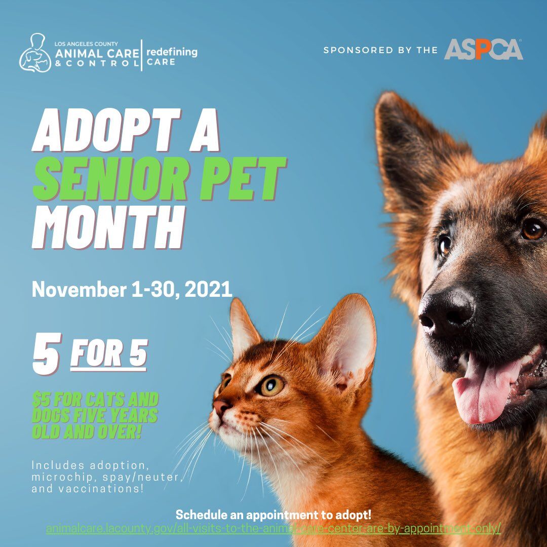 November is Adopt A Senior Pet Month
