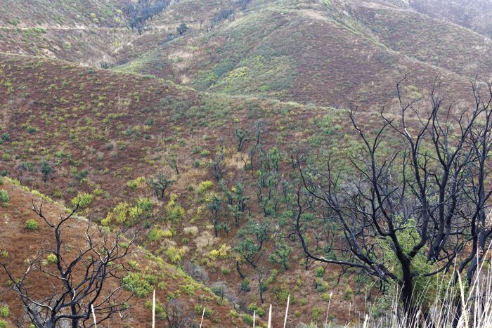 Recovery And Restoration in the Santa Monica Mountains