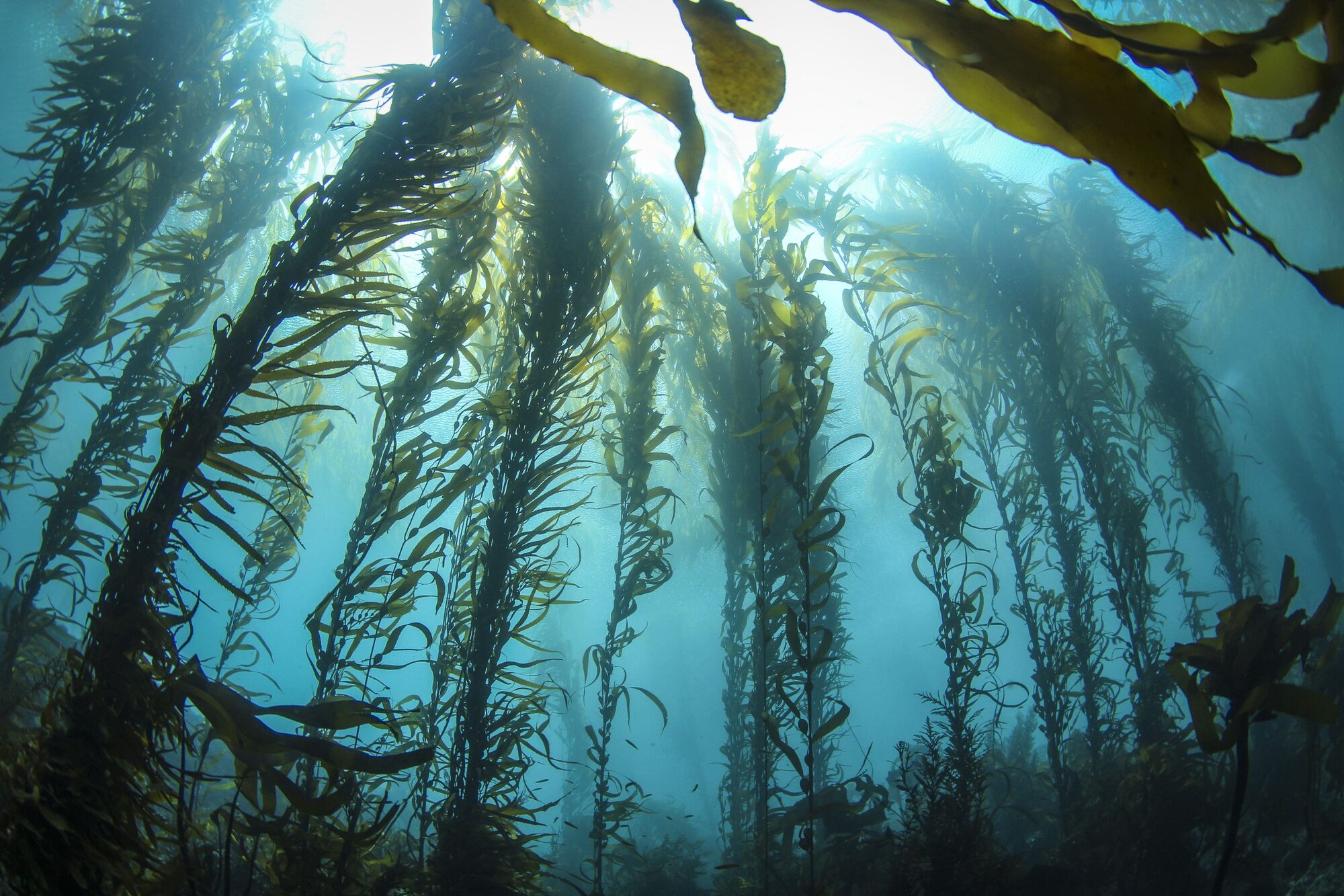 Government identifies aquaculture opportunities in federal waters off Malibu Coast