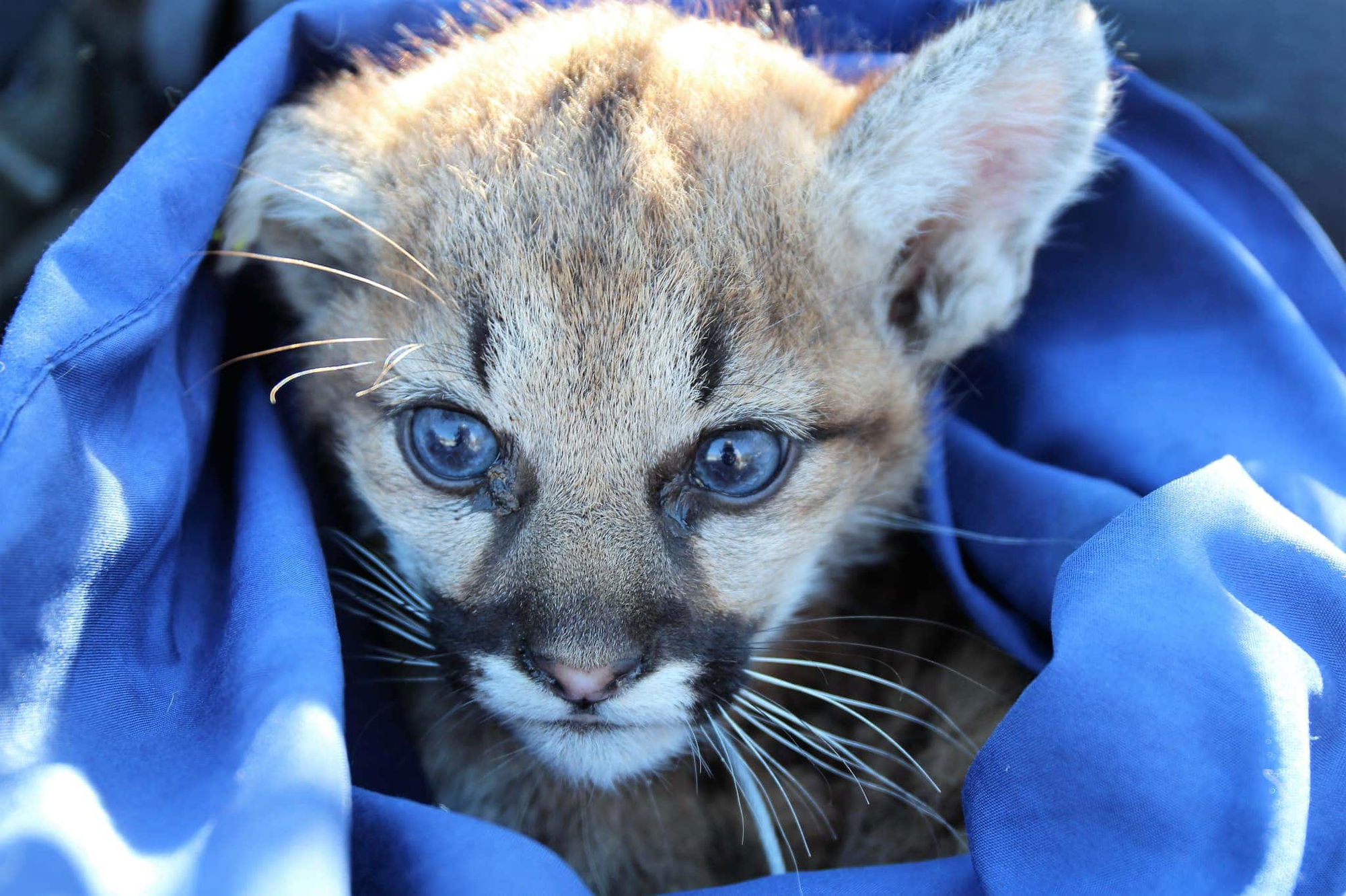 Mountain lion kittens found in Thousand Oaks test positive for rat poison and feline parvovirus