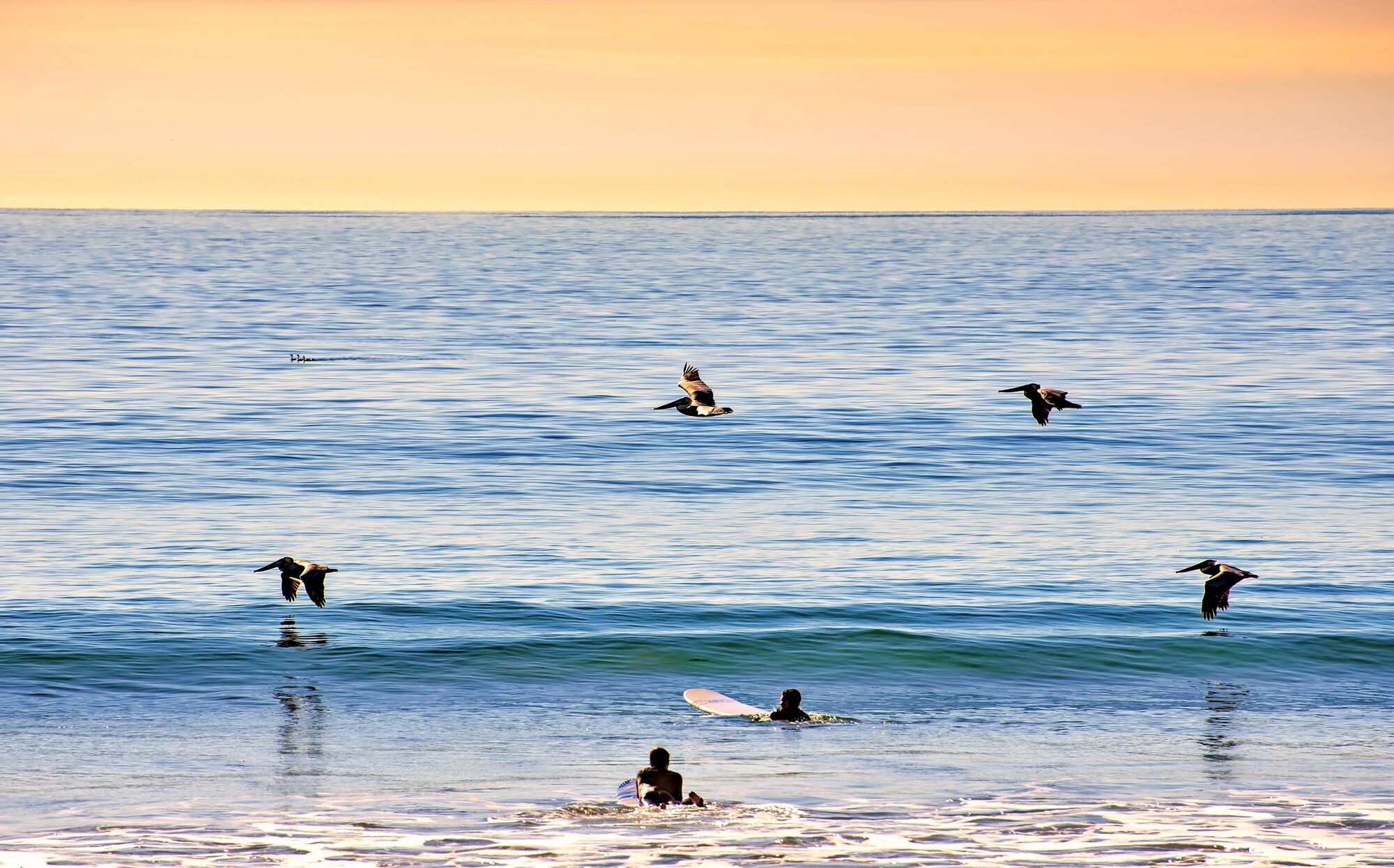 Unprecedented numbers of sick brown pelicans on Malibu beaches