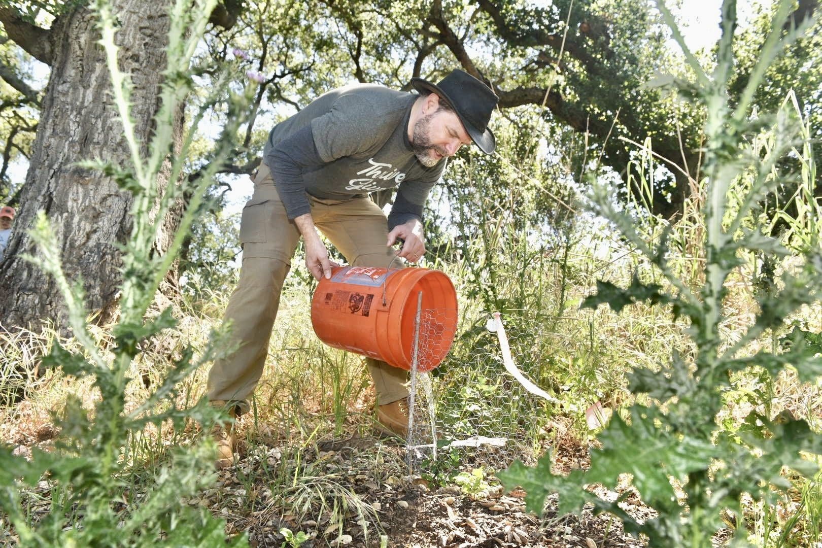 Caring for the Oaks