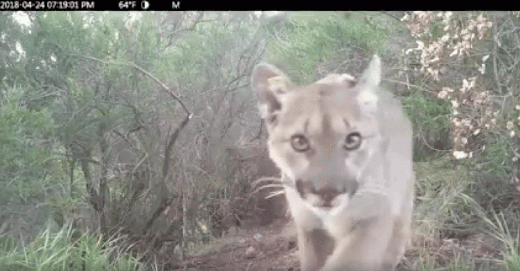Mountain lion P-54 struck and killed on Las Virgenes Road, just outside Malibu
