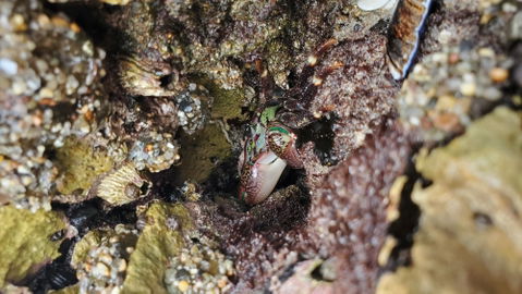 Malibu Best Shot: Sand crab at Big Dume