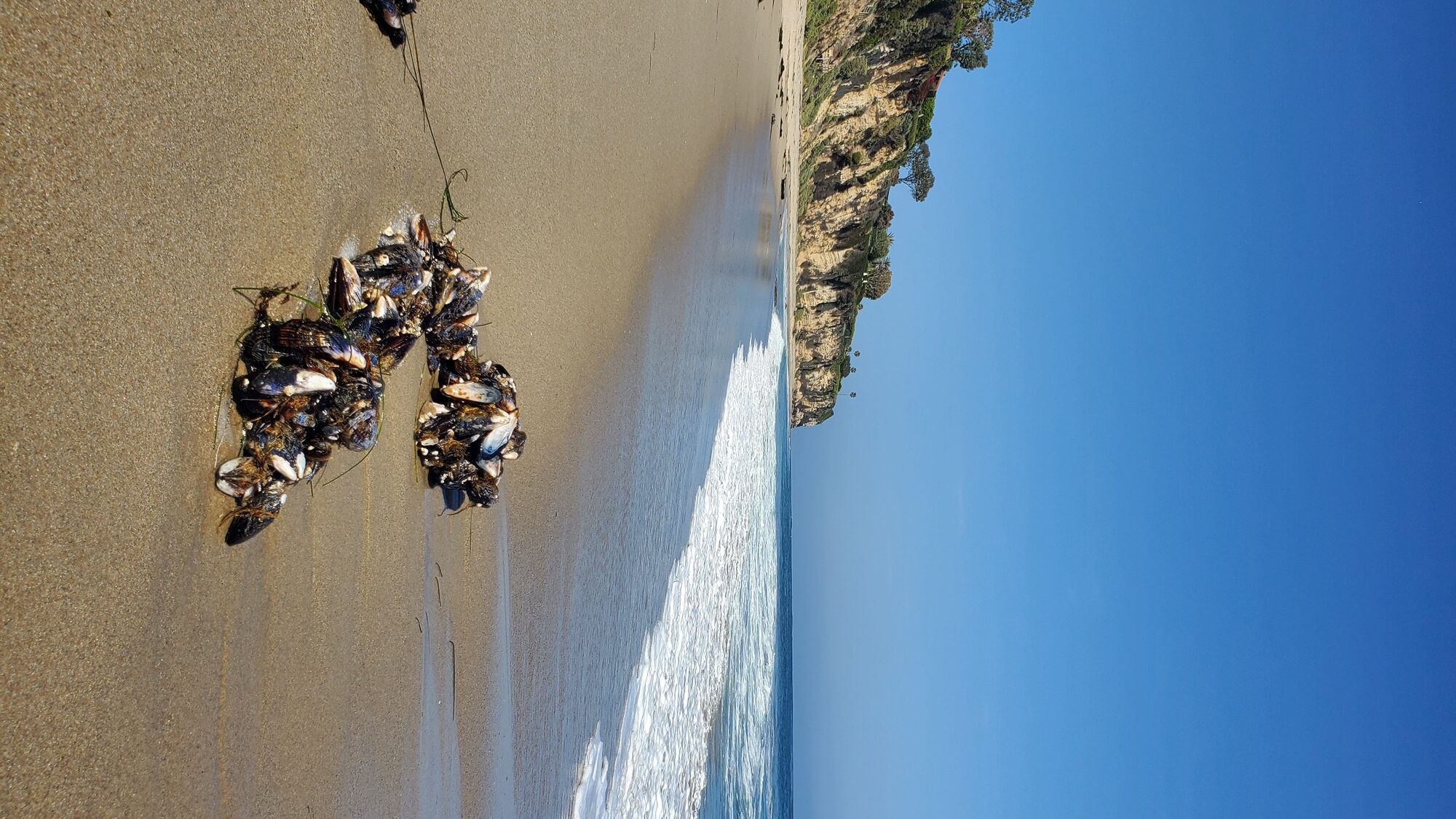 Best Shot: Pictures of clams at Big Dume