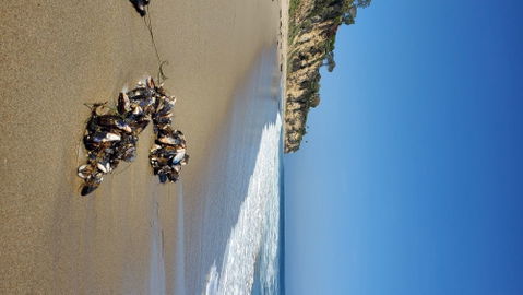 Best Shot: Pictures of clams at Big Dume
