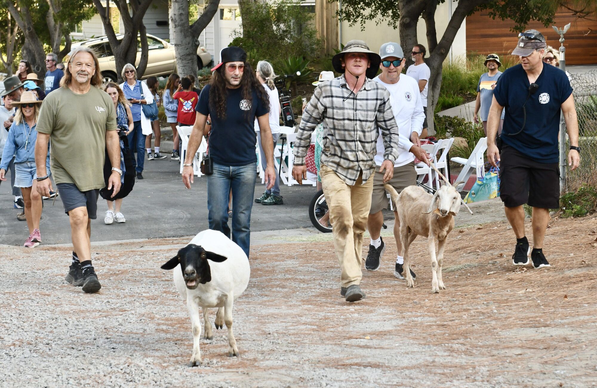 The running of the goats in Malibu West