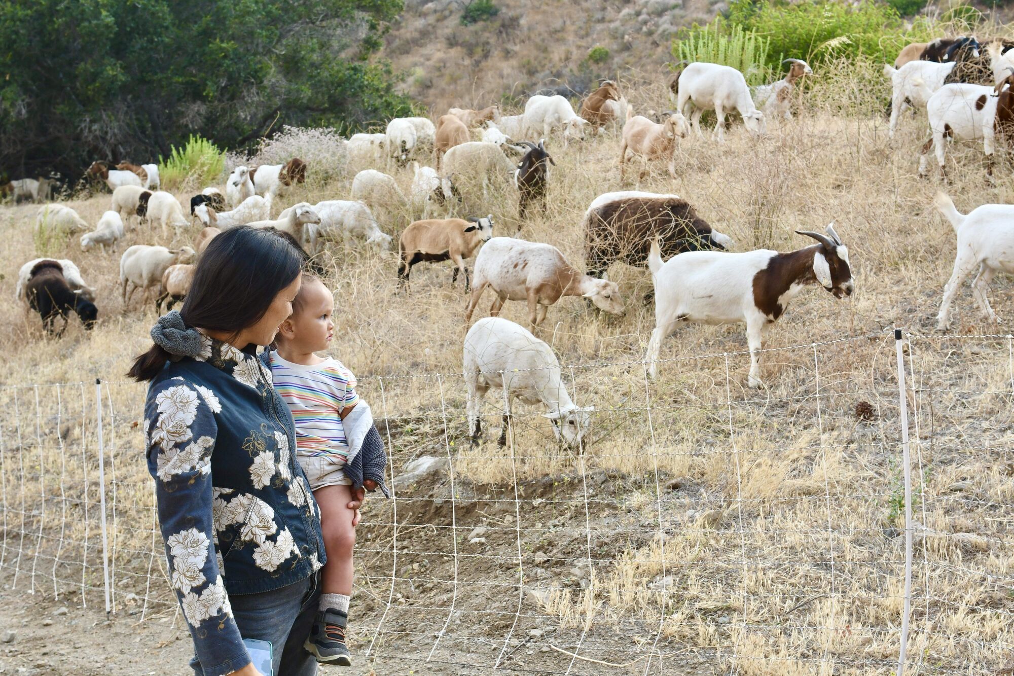 Malibu West Homeowner's Association hosted a brush clearance with grazing goats