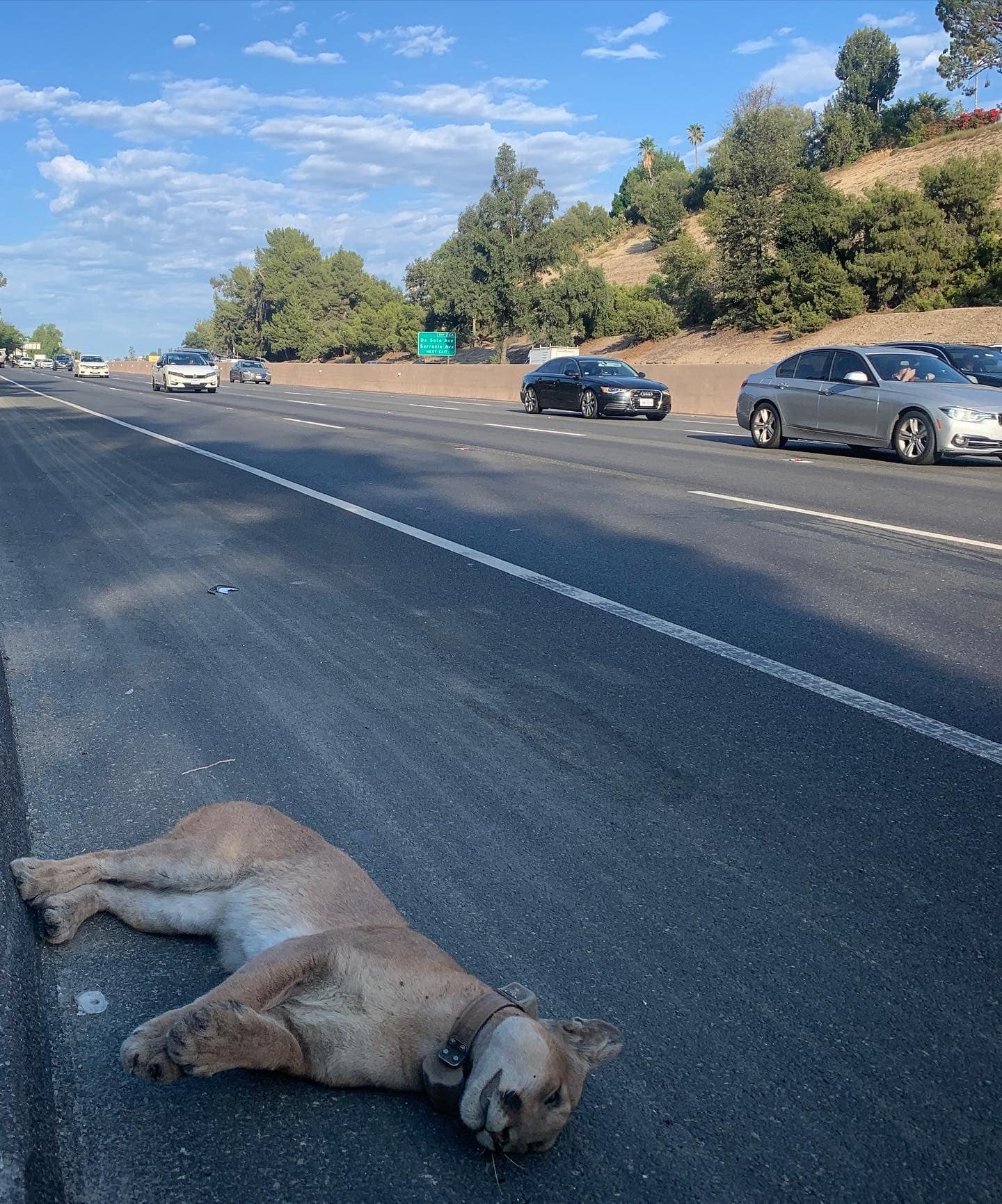 One young mountain lion makes it across the 101 freeway, but his brother doesn't
