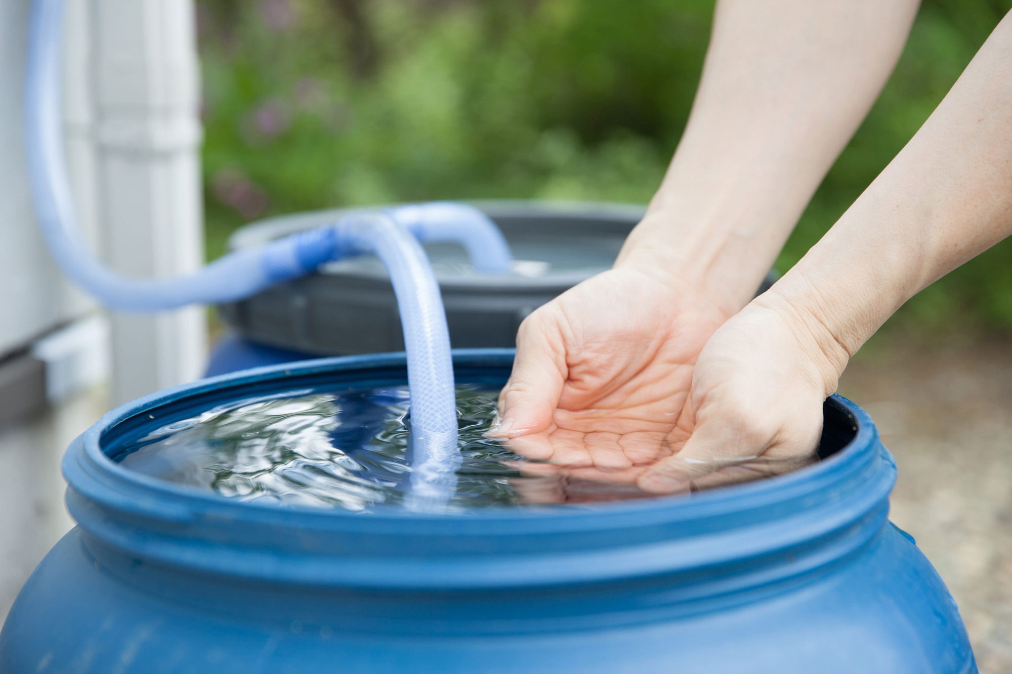 Can green lawns survive this summer's severe drought?