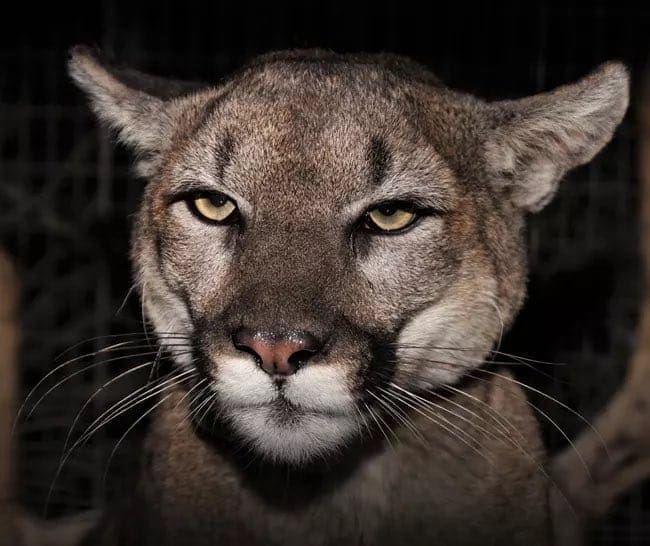Adult female mountain lion P-54 and her full-term fetuses were exposed to multiple anticoagulant rodenticides