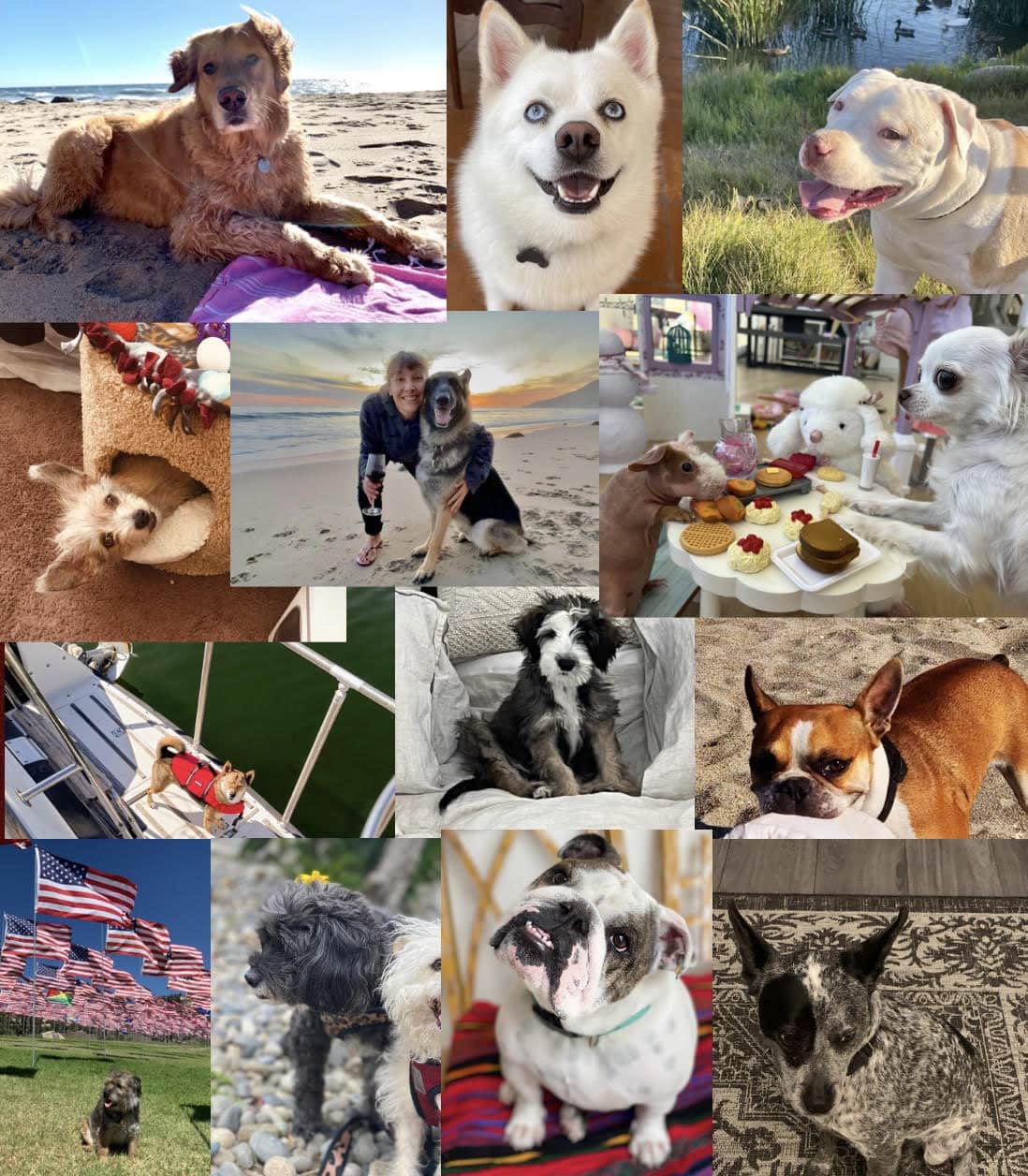 Dogs of Summer contestants announced
