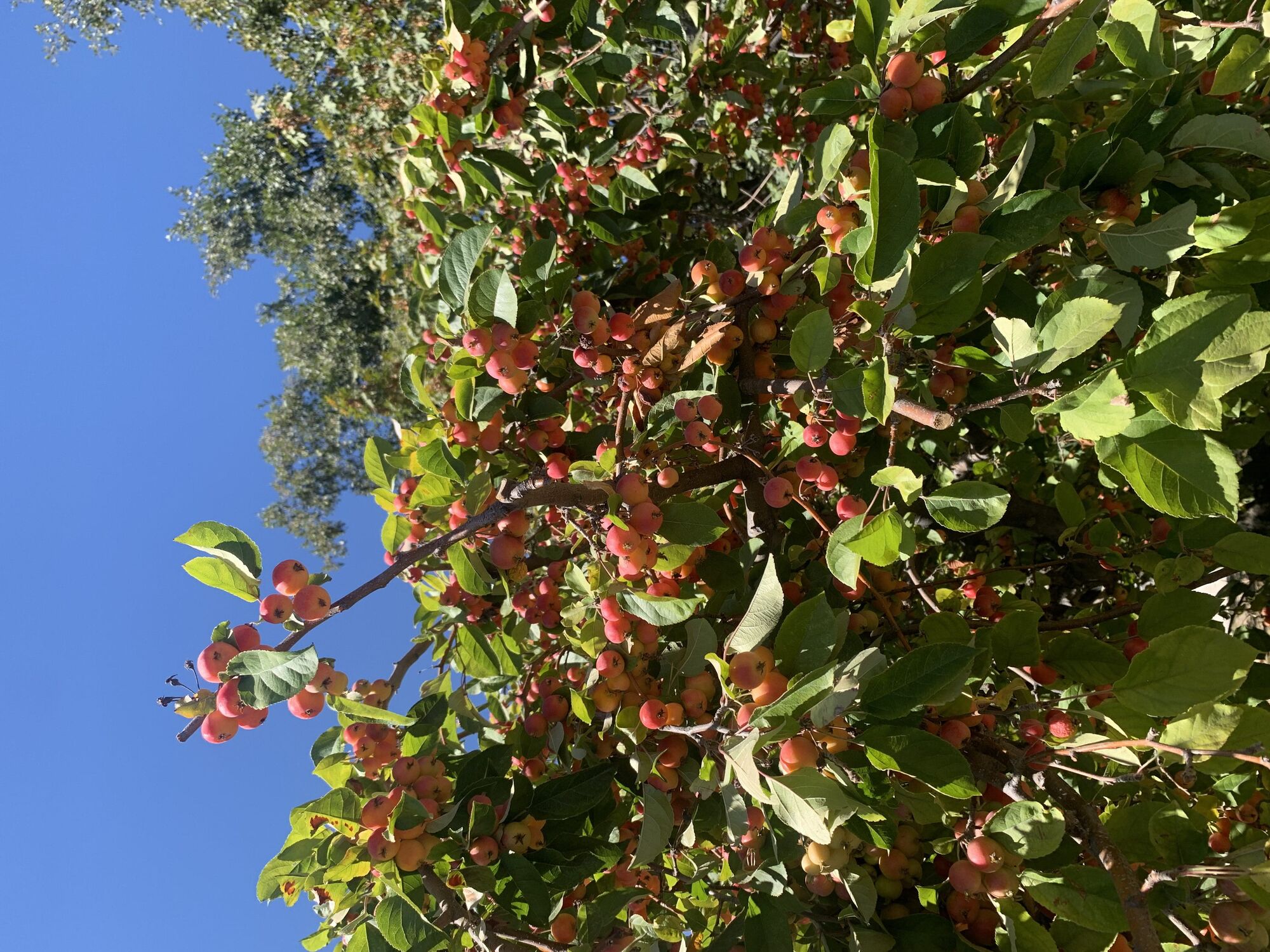 It's apple picking season