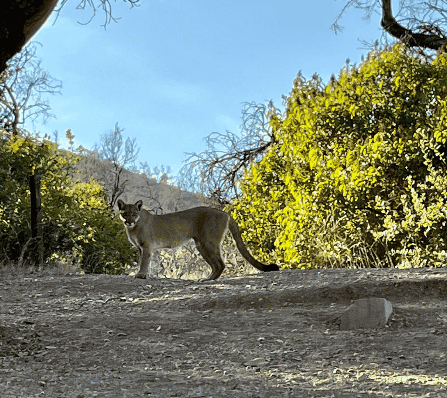 Encountering a mountain lion