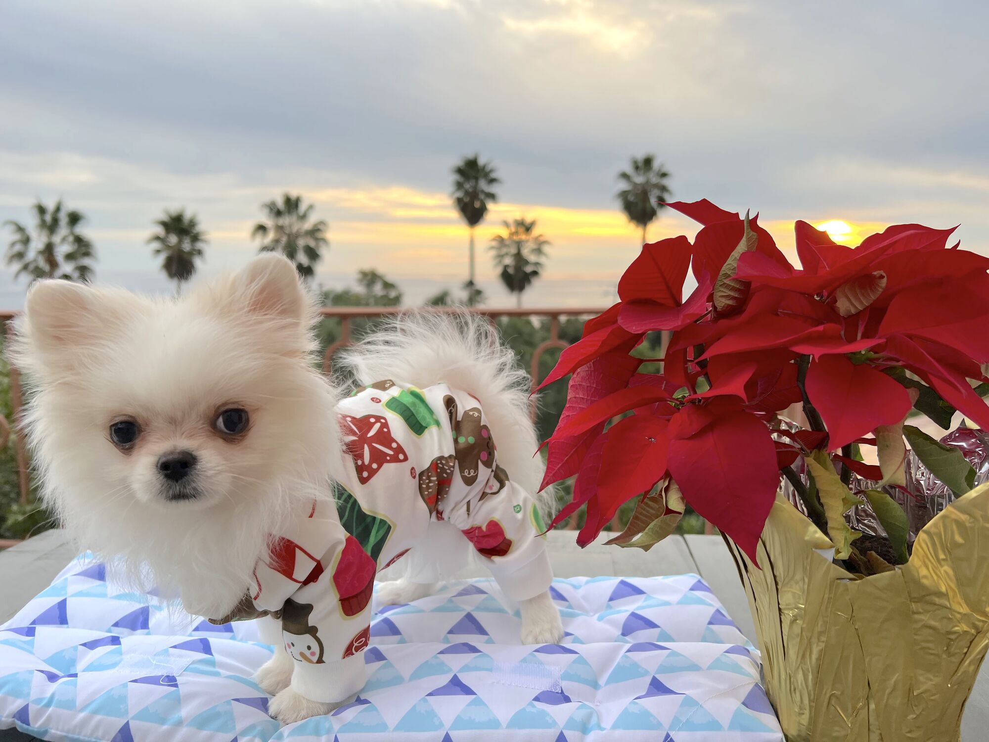 Malibu's Best Shot: Tank in the bu getting ready for his first Christmas