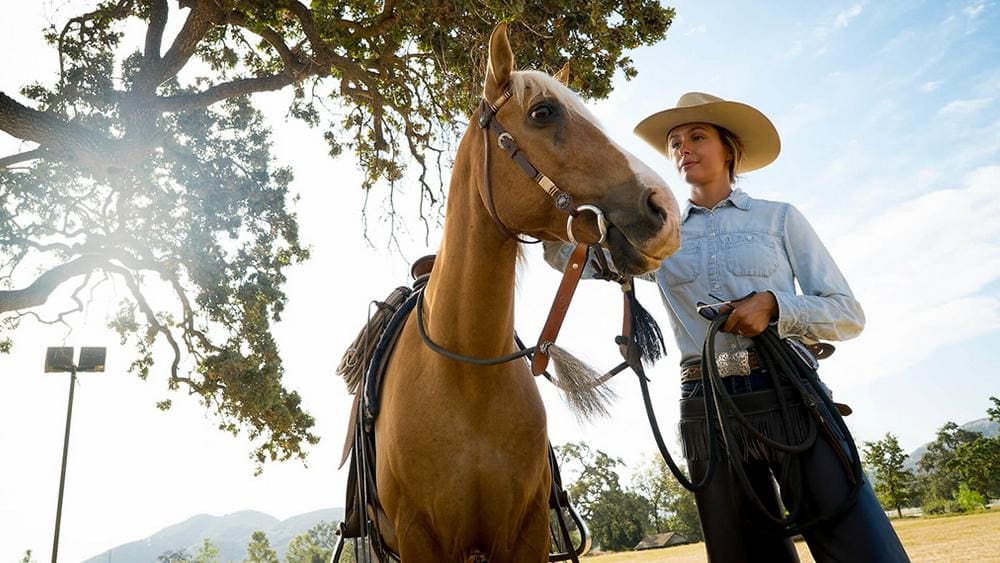Rare Santa Cruz Island horses being saved from genetic extinction