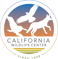 UPDATE: Mountain Lion died hours after being struck by car in Malibu