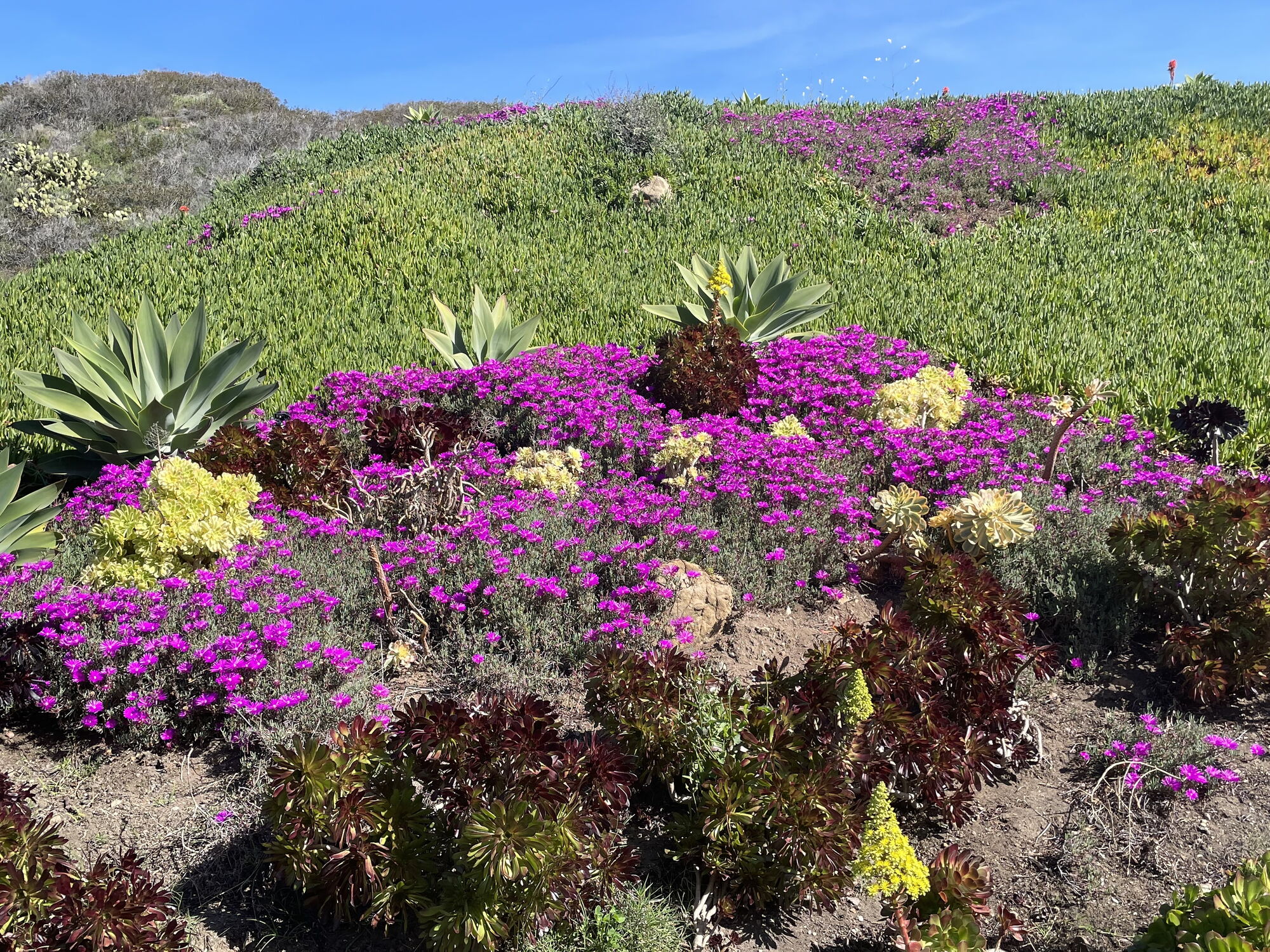 Malibu's Best Shot: Hillside Flowers on Malibu Road