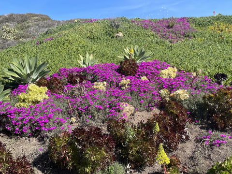 Malibu's Best Shot: Hillside Flowers on Malibu Road