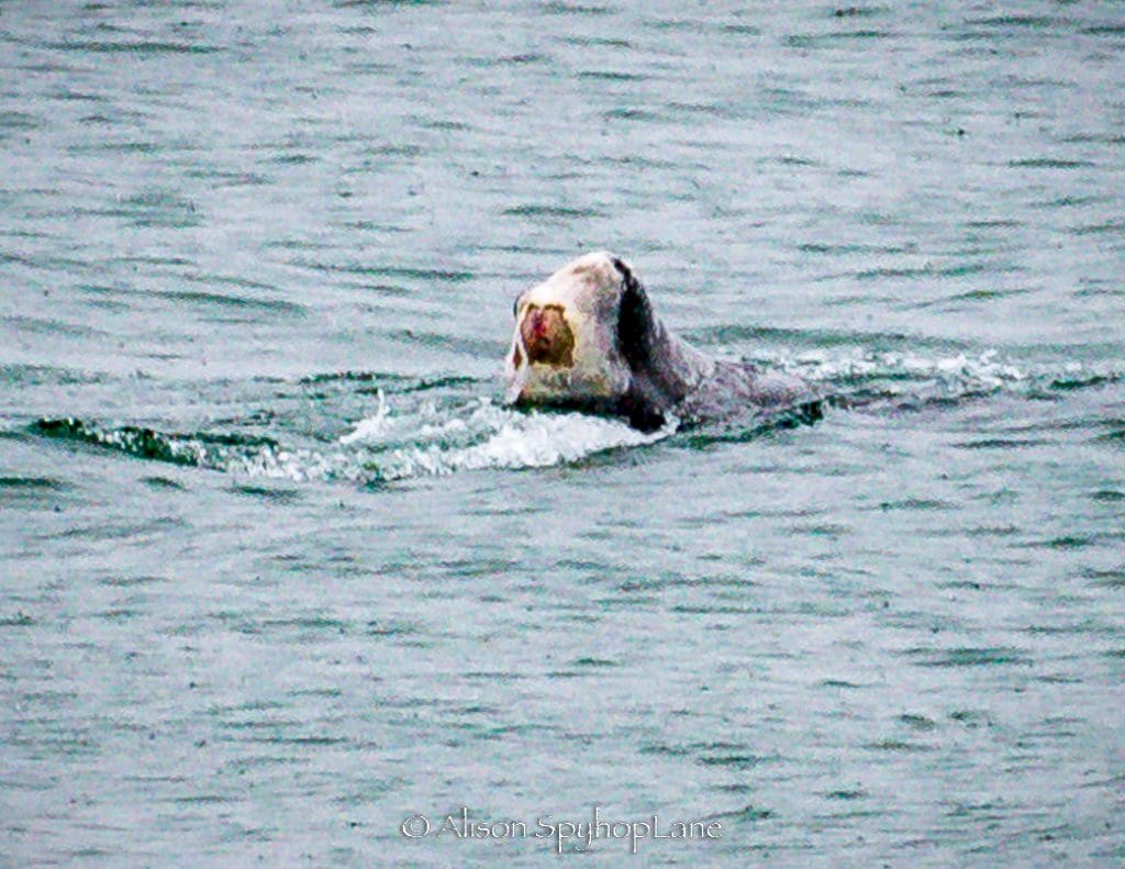 Whale with no tail observed off Point Dume last week