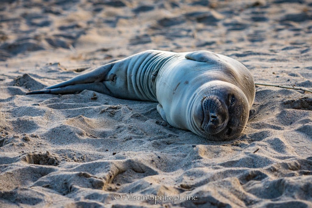 Experts Warn Against Harassment of Stranded Elephant Seal Pups