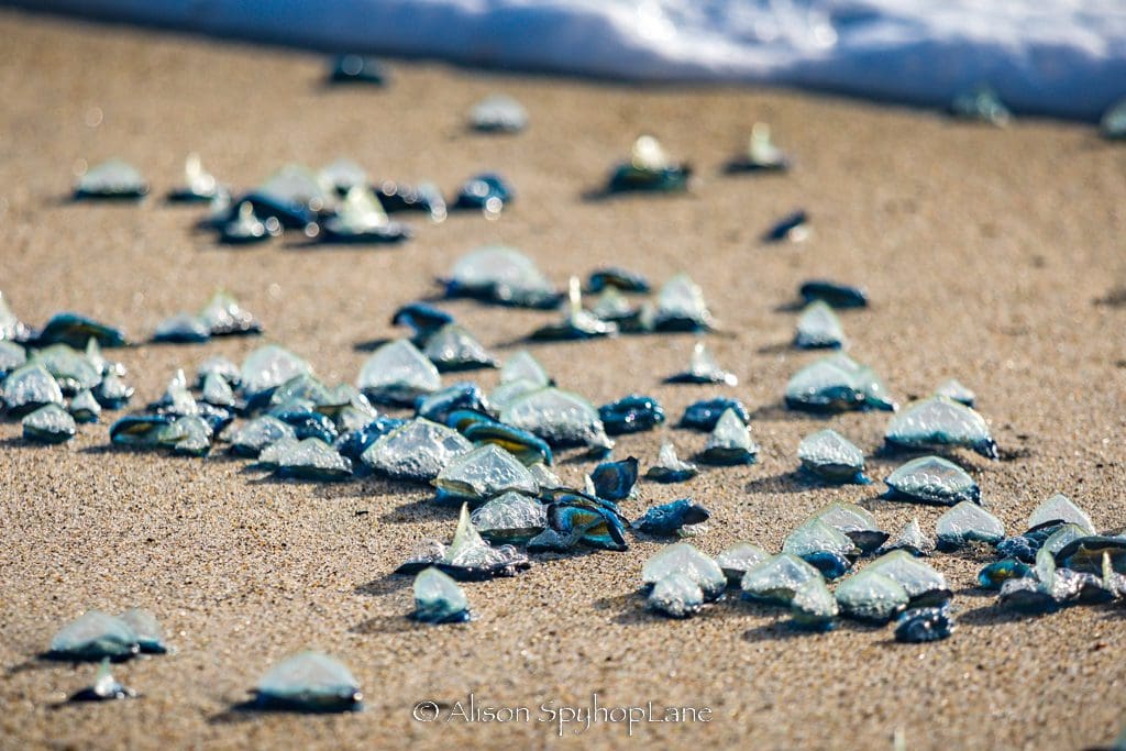 Mysterious blue creatures wash up on California beaches