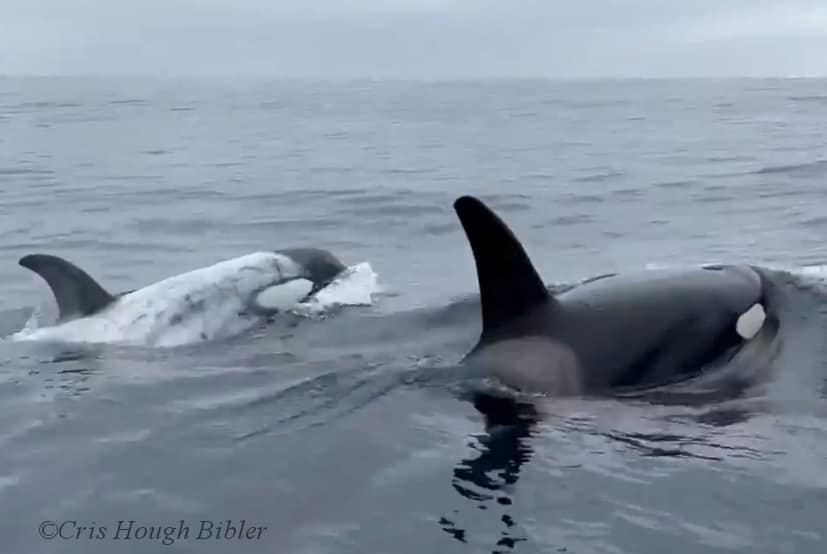 Killer whales are back: Orca pod CA216 spotted eight miles off Point Dume coast last Sunday