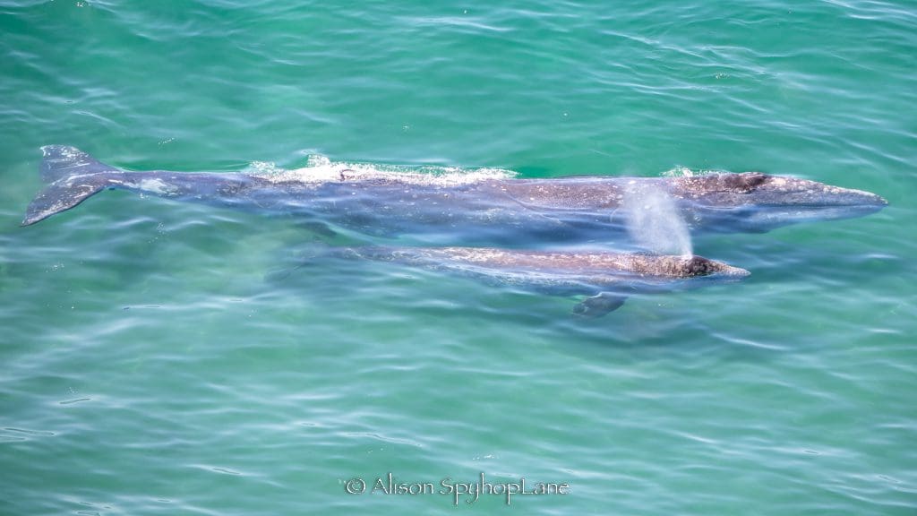 First mother and calf gray whale spotted near Point Dume