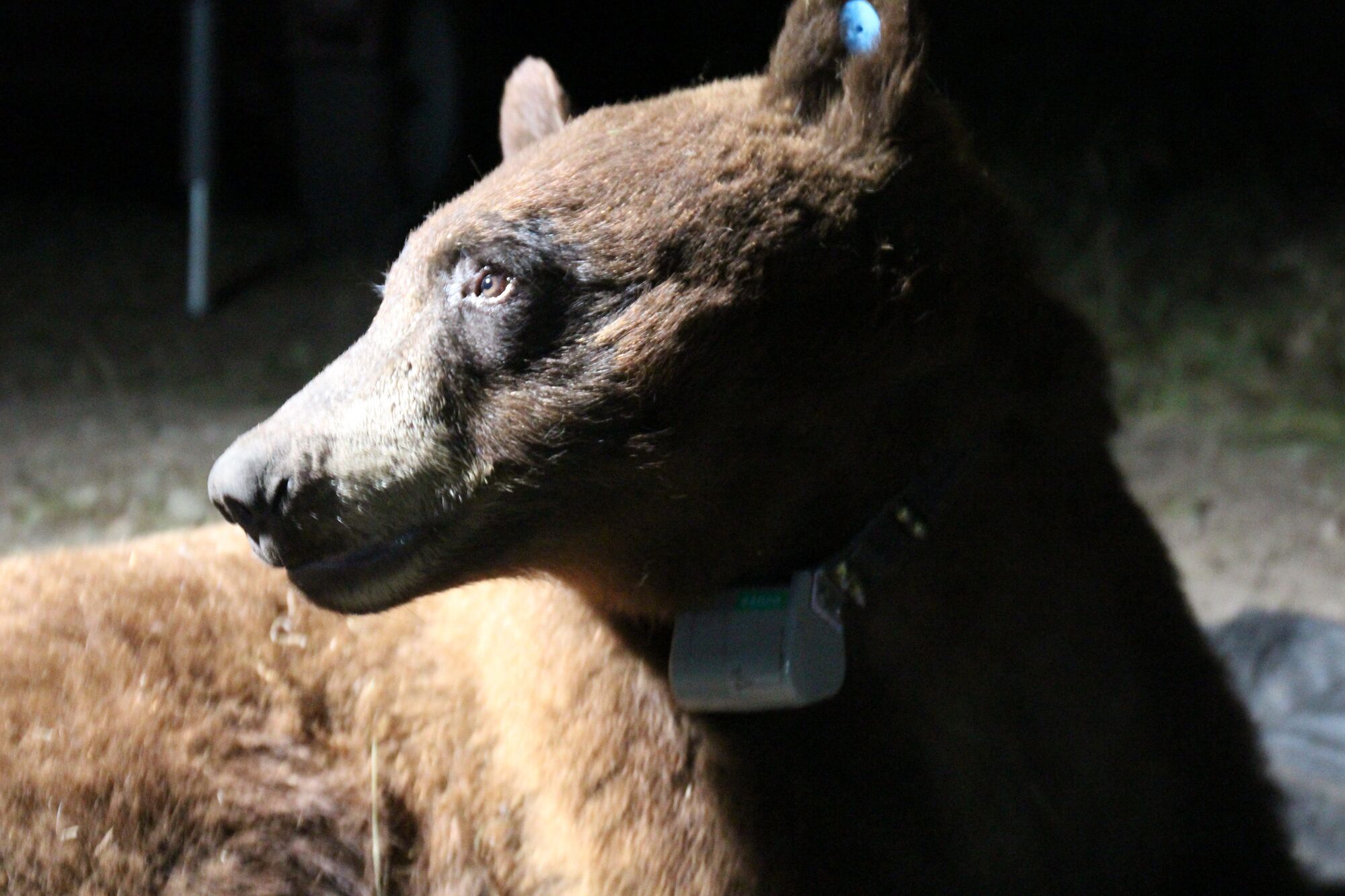 First-ever black bear captured and collared in the Santa Monica Mountains