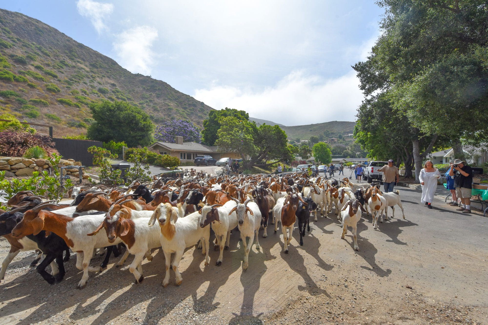 Second annual running of the goats held in Malibu West
