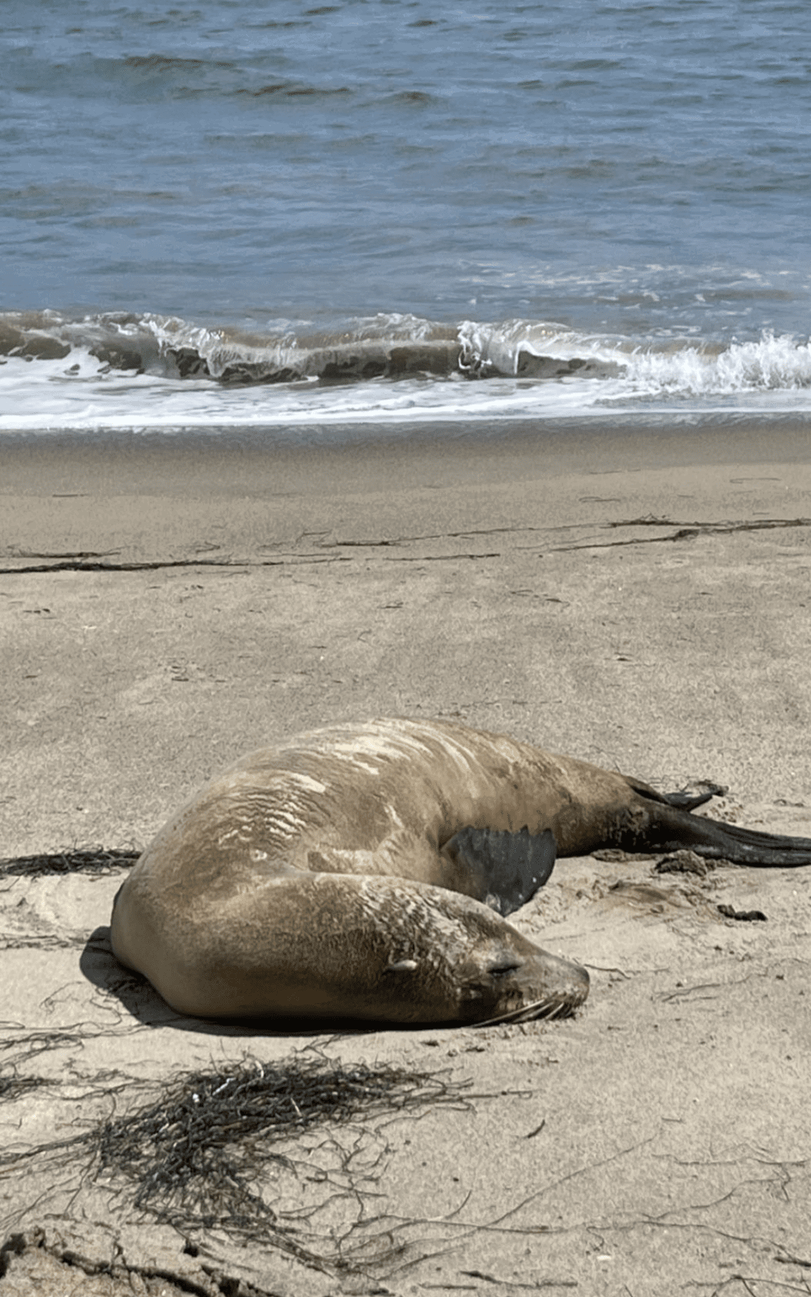 Distressed seal lion found on Dan Blocker Beach