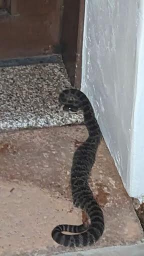 Local woman hospitalized after rattlesnake bite