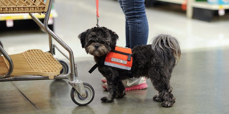 Dogs trained to assist hearing-impaired