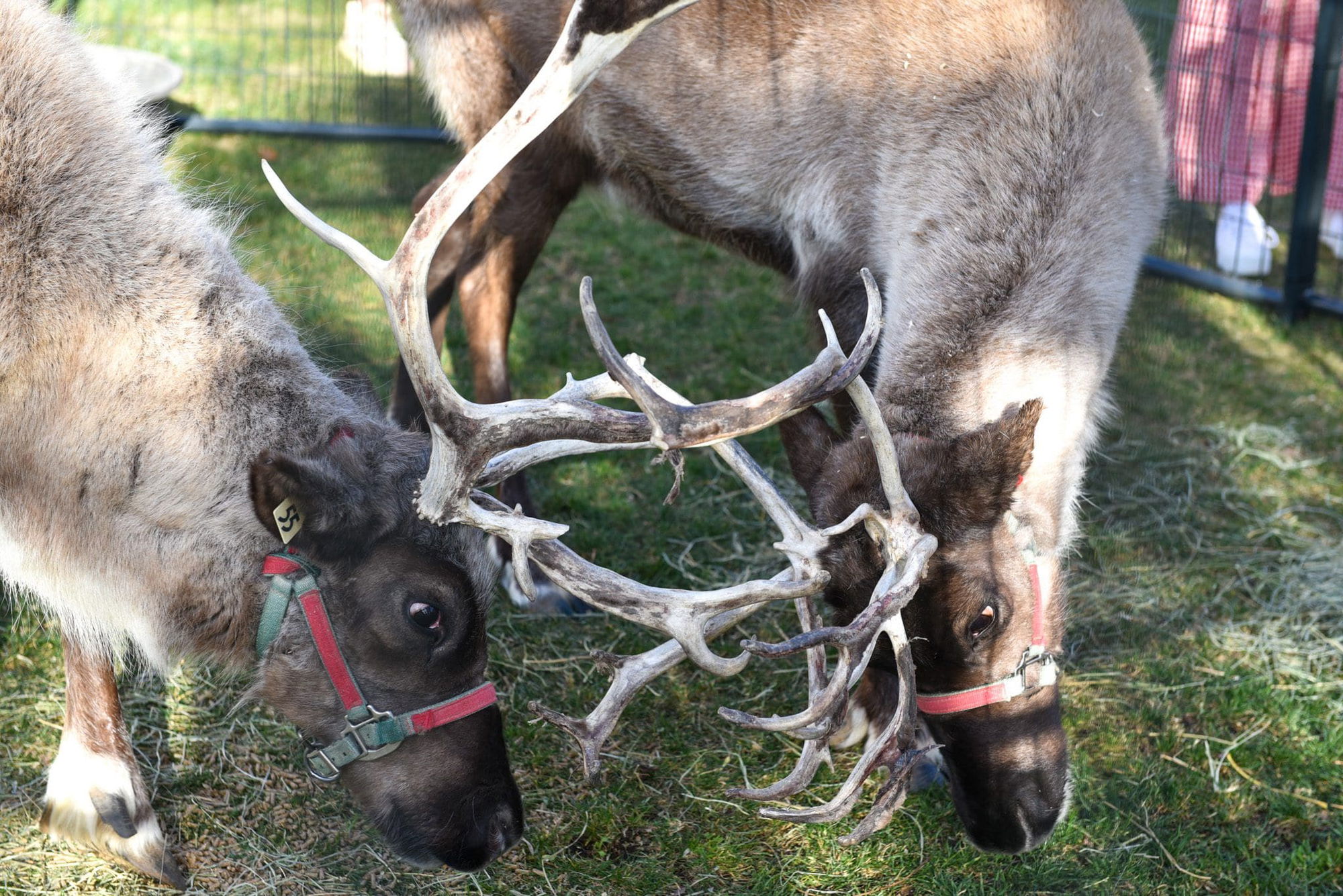 Santa's reindeer visit Malibu Country Mart