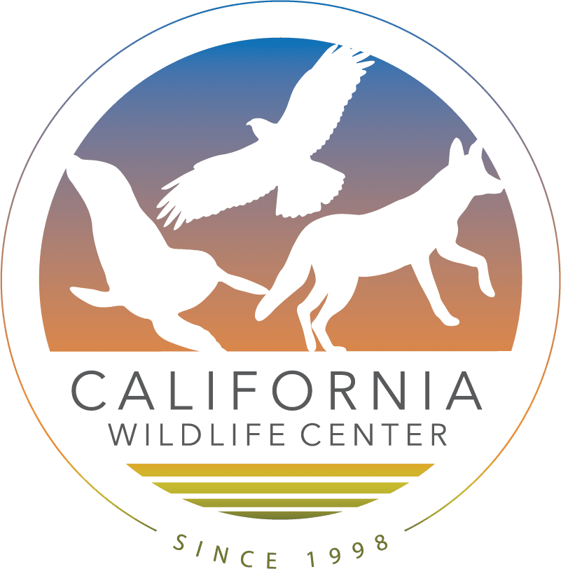 California Wildlife Center (CWC) celebrates 25 years of helping native animals