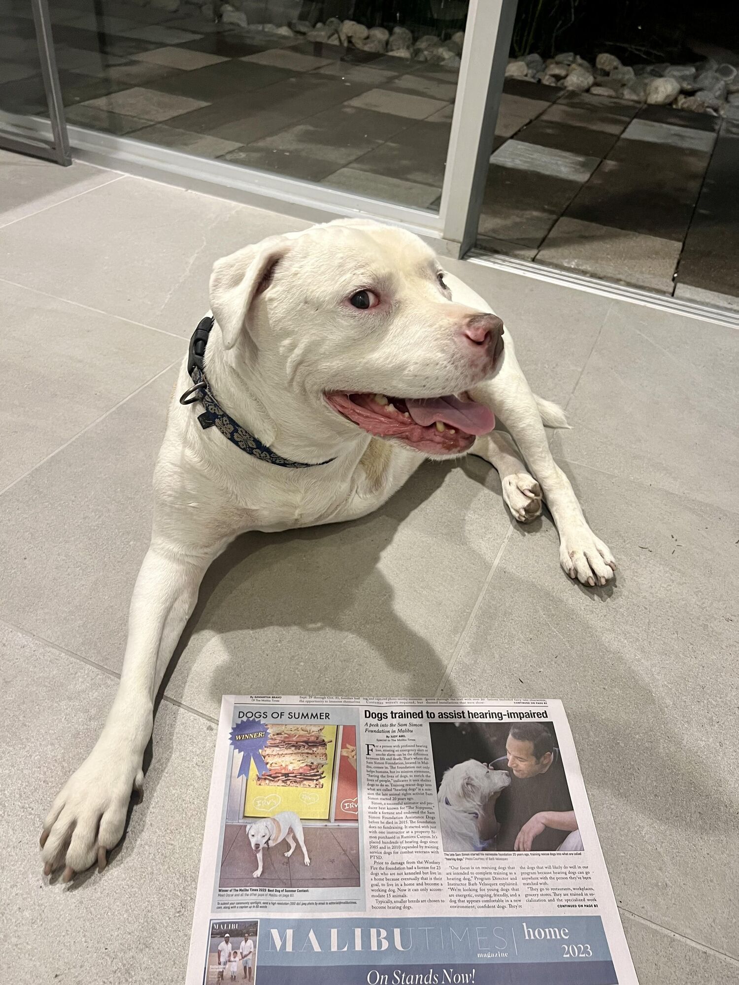 Oscar Bono Winner of the Dog of Summer